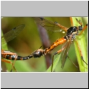 Tanyptera atrata - Holzschnake 05e Paarung OS-Wallenhorst Tongrube.jpg